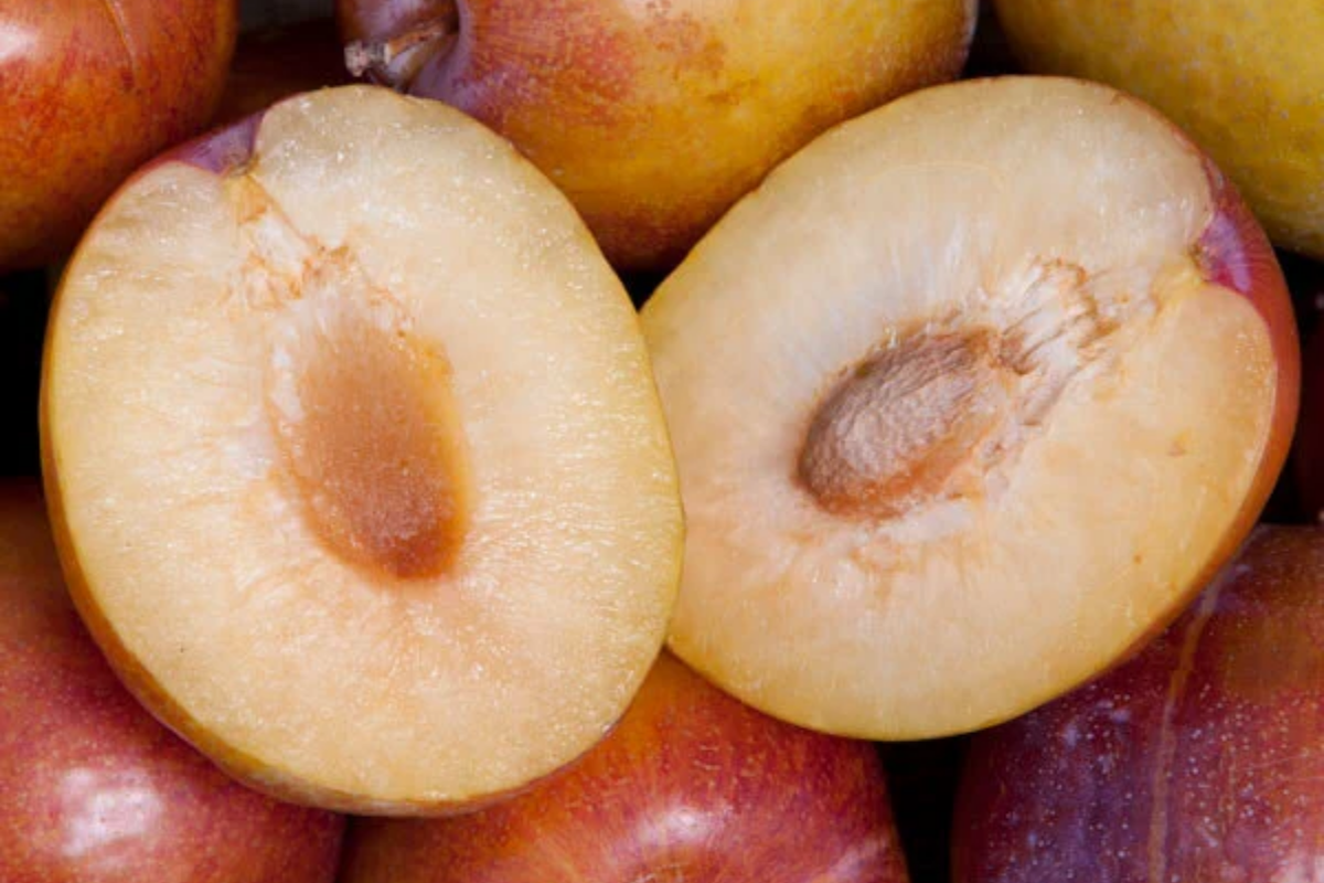 Grenade Pluot Scions for Grafting | Plum x Apricot Hybrid | Sweet Golden Fruit | Heavy Producer | 2-5 Inches
