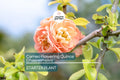 Cameo Flowering Quince Shrub | 1-Gallon Seedling with Orange Blooms | Hardy Chaenomeles Speciosa for Garden & Bonsai
