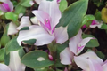 Variegated Tradescantia Blushing Bride Cuttings | Colorful Foliage | Wandering Jew Houseplant | Easy to Grow Propagation