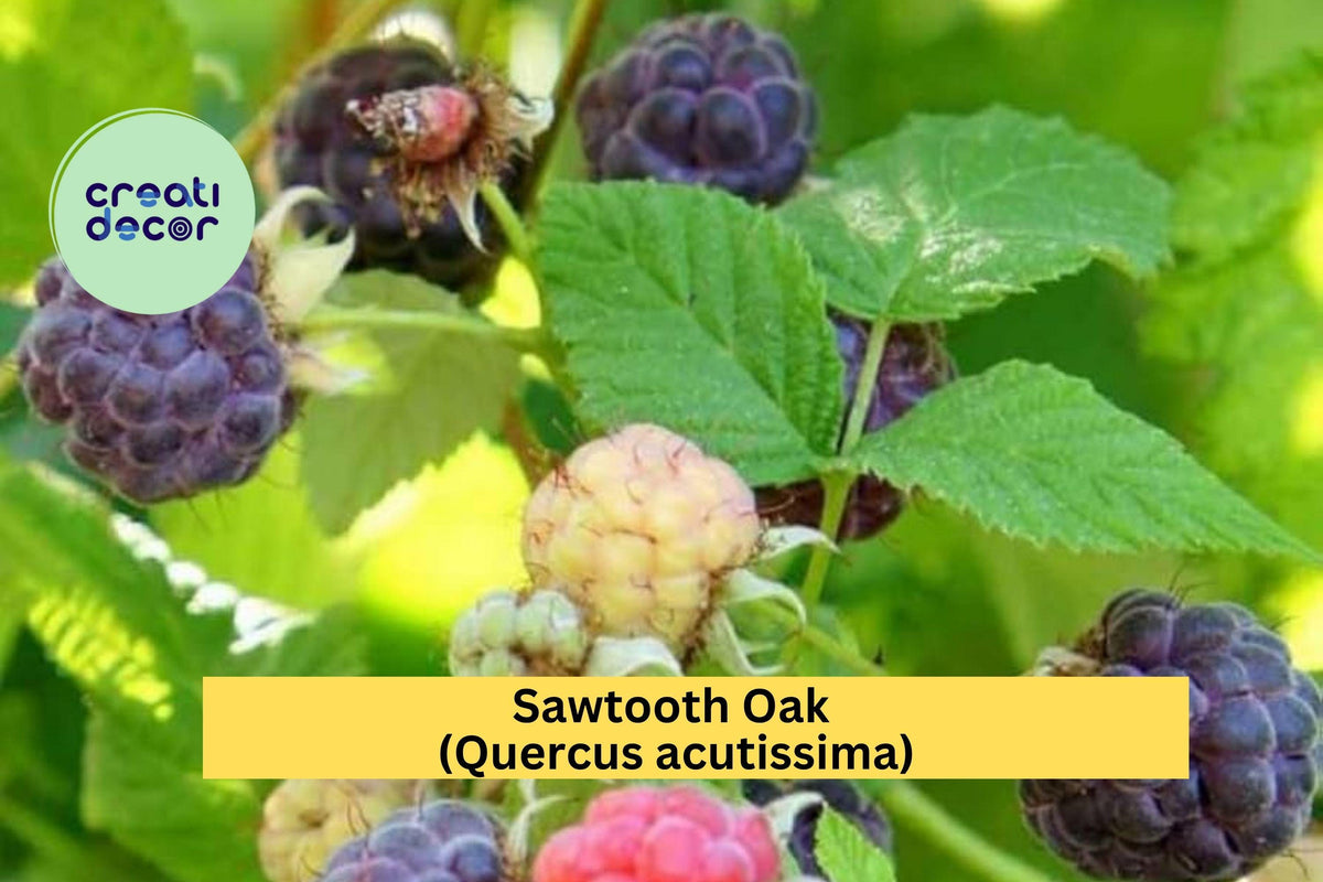 Glencoe Thornless Raspberry Plants – 2 Live Rubus idaeus ‘Glencoe’ with Sweet Purple Berries, Thornless Canes, Hardy Perennial for Edible Gardens