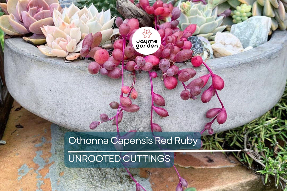 Othonna Capensis Ruby Necklace Succulent Cuttings – Trailing, Red Stem, Hanging Plant, 4-6 Inches