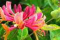 Unrooted Honeysuckle Plant Cuttings – Fragrant Climbing Vine, 6"-8" Long, Easy to Propagate, Fast Growing, Lonicera spp.