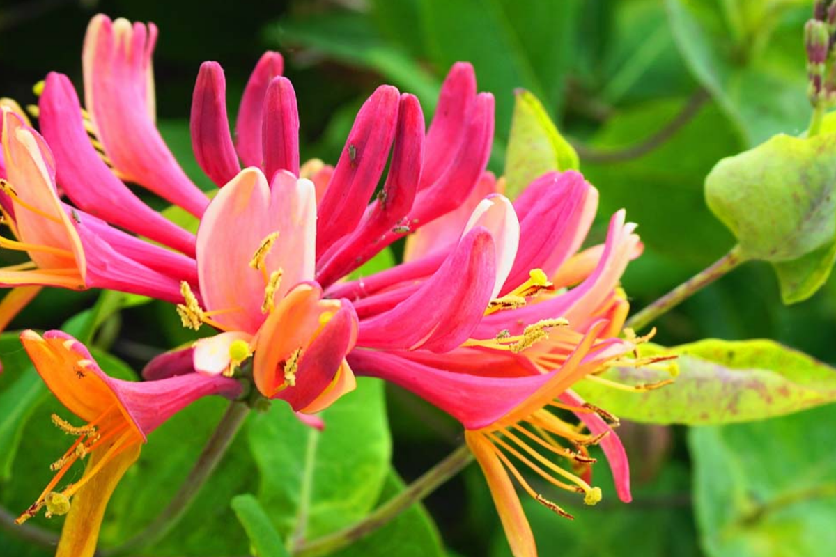Unrooted Honeysuckle Plant Cuttings – Fragrant Climbing Vine, 6"-8" Long, Easy to Propagate, Fast Growing, Lonicera spp.