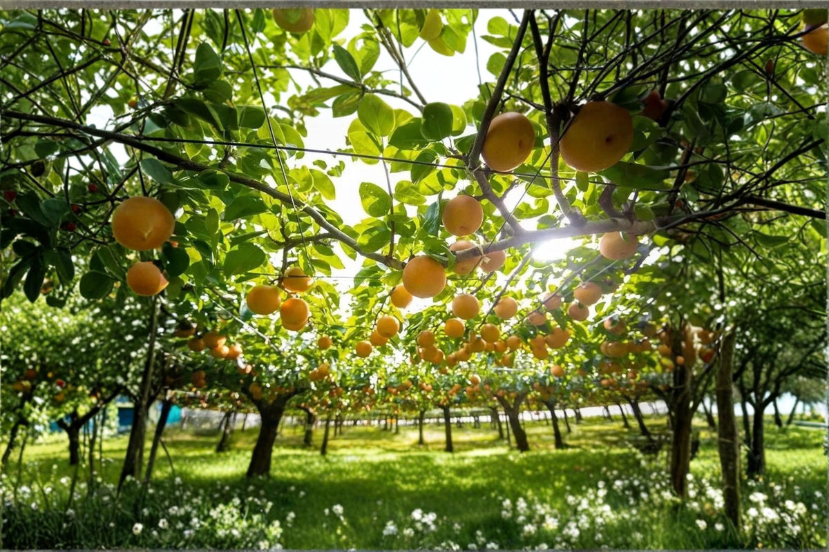 Japanese Pear Cutting 6-8" Pyrus pyrifolia Nashi Pear Fruit Tree Unrooted Propagation