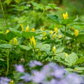 Yellow Trillium Bulbs 5 Pack | Trillium luteum | Lemon Trillium | Woodland Shade Garden Perennial Native Plant