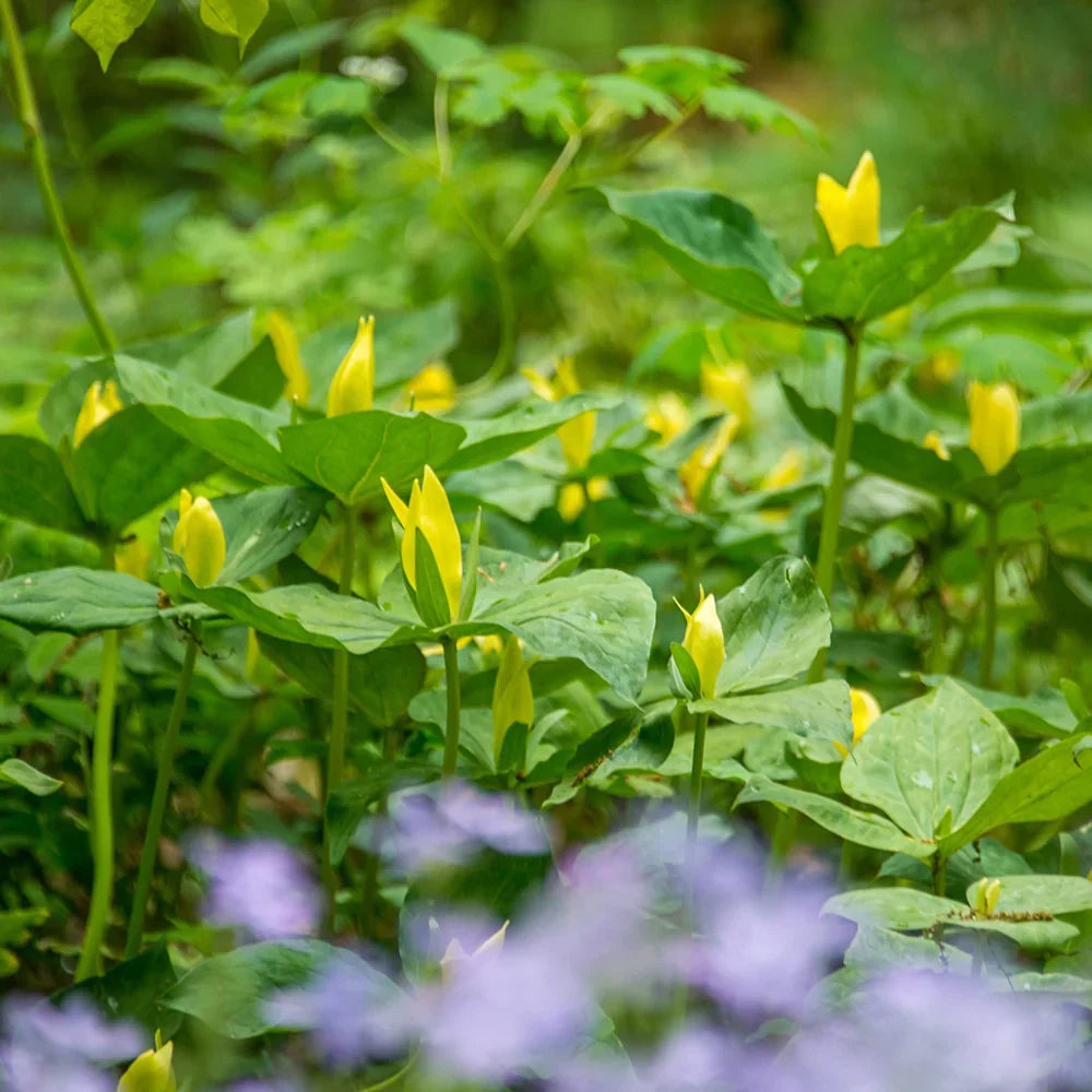 Yellow Trillium Bulbs 5 Pack | Trillium luteum | Lemon Trillium | Woodland Shade Garden Perennial Native Plant