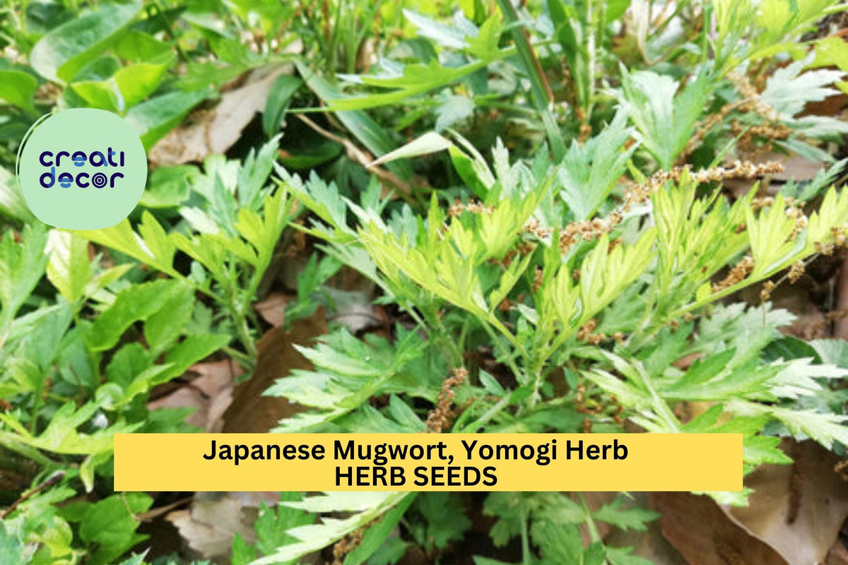 Japanese Mugwort Seeds 3 Pack – Artemisia princeps Yomogi Herb for Culinary & Garden Use, Hardy Perennial Aromatic Plant