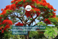Giant Flame Tree Live Plant | Royal Poinciana | Exotic Delonix Regia with Red Flowers | Tropical Shade Tree