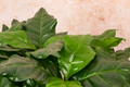 Live Rooted Arabica Coffee Plant Starter for Indoor & Outdoor Growth | Brew Your Own Coffee | Fragrant White Flowers | Coffee Lover Gift