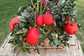 Red Pomelo Citrus Seeds - Citrus paradisi, Evergreen Fruit Tree, Large Fruit, Ornamental & Edible, Full Sun, Well-Draining Soil
