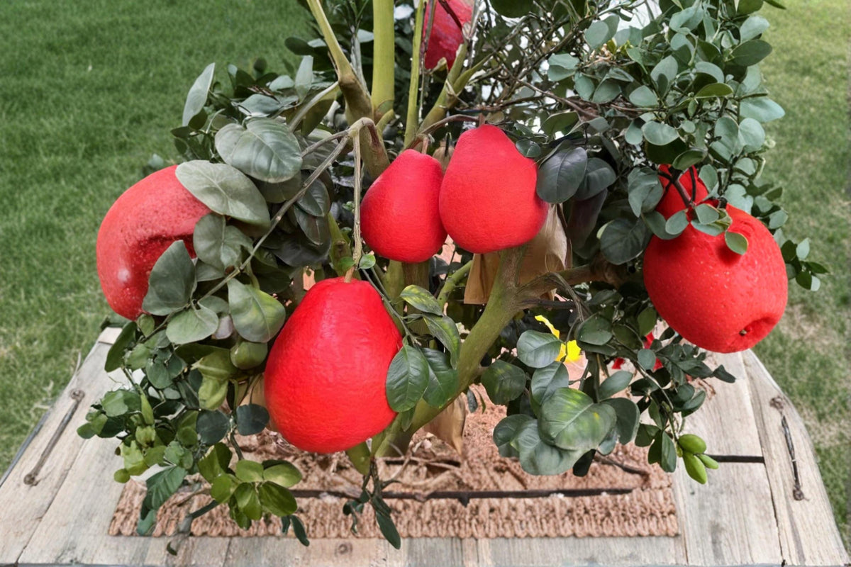 Red Pomelo Citrus Seeds - Citrus paradisi, Evergreen Fruit Tree, Large Fruit, Ornamental & Edible, Full Sun, Well-Draining Soil