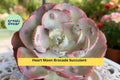 Heart Moon Brocade Succulent – Rare Variegated Echeveria, Bare Root Starter, Indoor & Outdoor Decorative Plant