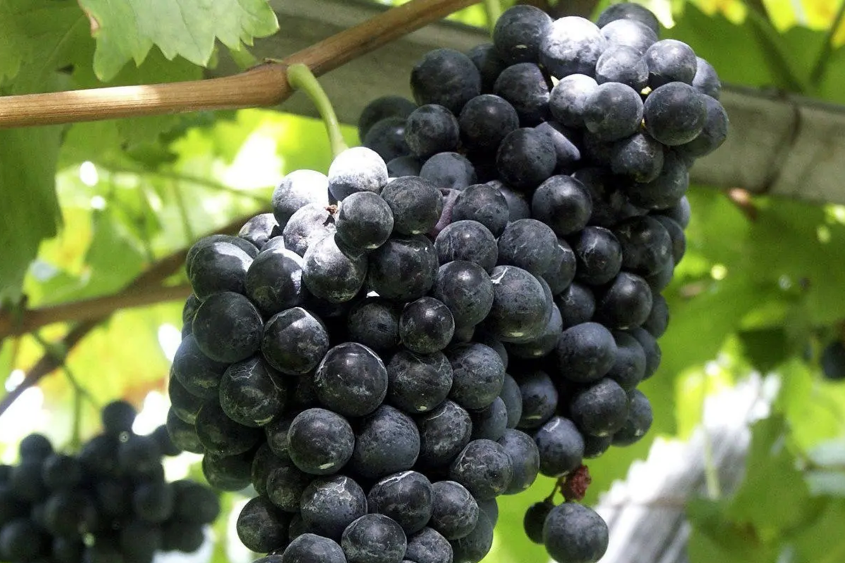 Fredonia Grape Cuttings - Organic Unrooted Vine, Cold-Hardy, Disease-Resistant, Purple Grape, Vineyard Starter, Easy Propagation