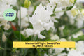 50+ Memorial Flight Sweet Pea Seeds – Soft Blue Fragrant Blooms for Garden Planting, Climbing Vines for Trellises & Bouquets – USA