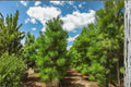 Loblolly Pine Live Plants 1-2 ft Tall Evergreen Tree Pinus taeda for Landscape, Windbreaks & Screening