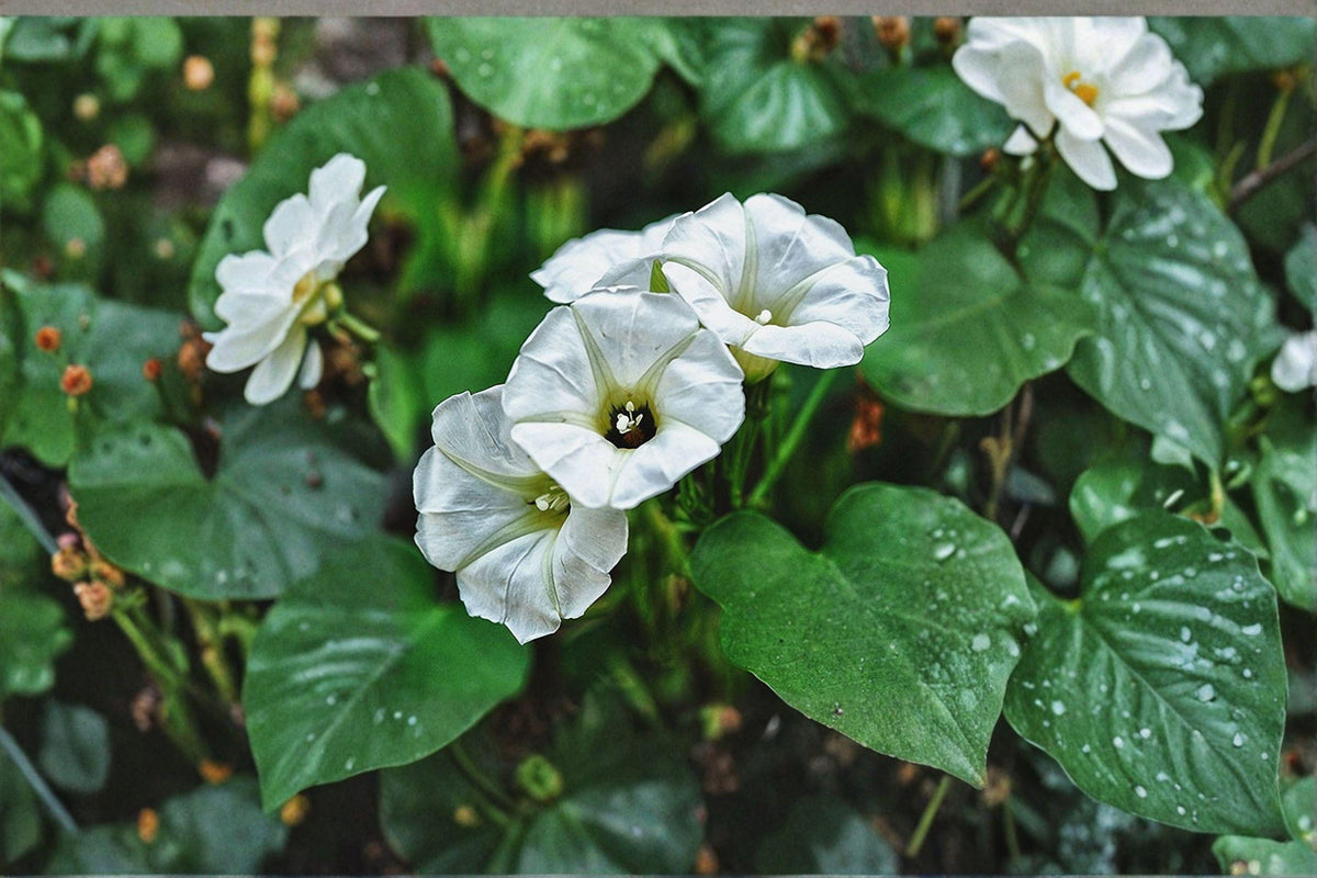 Rivea corymbosa Ololiuqui Vine Seeds – Tropical Flowering Climber with Heart-Shaped Leaves, White Trumpet Flowers, Ornamental Garden Plant