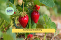 Camarosa Strawberry Plants | 10 Live Bare Root June-Bearing Fragaria × ananassa | Fruit-bearing, Perennial Garden Plants