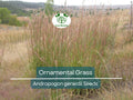 Ornamental Grass Seeds 1,000 Big Blue Andropogon gerardii Landscaping Tall Hardy Native Plant