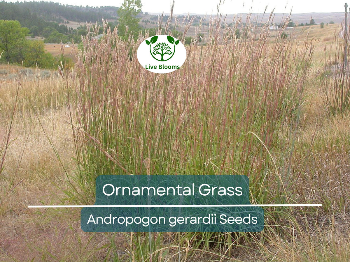 Ornamental Grass Seeds 1,000 Big Blue Andropogon gerardii Landscaping Tall Hardy Native Plant