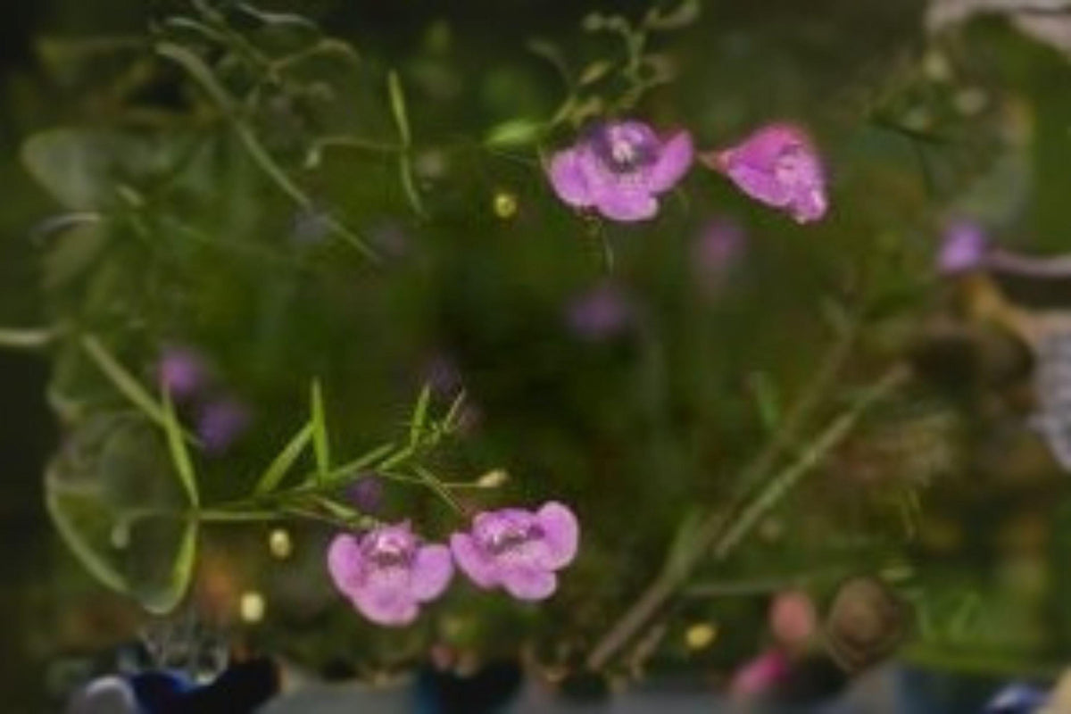250 Seeds Agalinis tenuifolia – Slender False Foxglove Native Wildflower for Meadows & Pollinator Gardens
