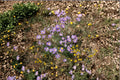 Tahoka Daisy Seeds – Machaeranthera tanacetifolia, Purple Prairie Wildflower, Drought-Tolerant Pollinator Plant, 100 Seeds