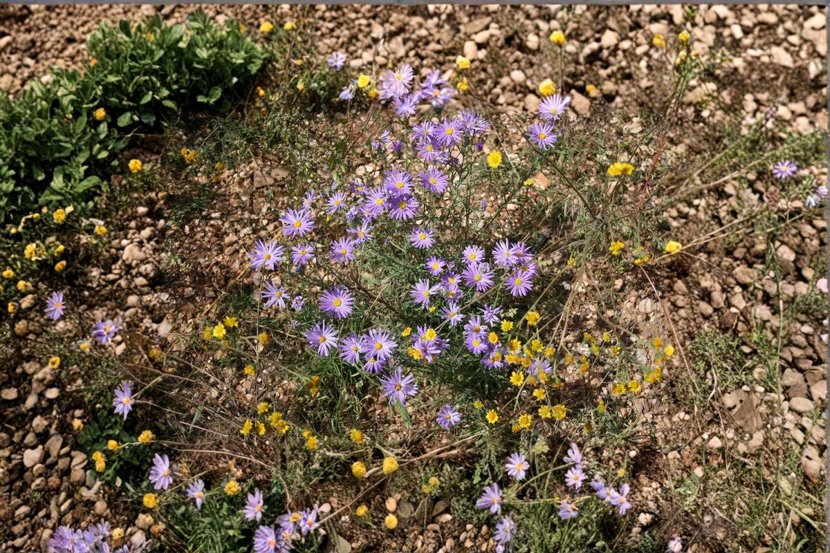 Tahoka Daisy Seeds – Machaeranthera tanacetifolia, Purple Prairie Wildflower, Drought-Tolerant Pollinator Plant, 100 Seeds