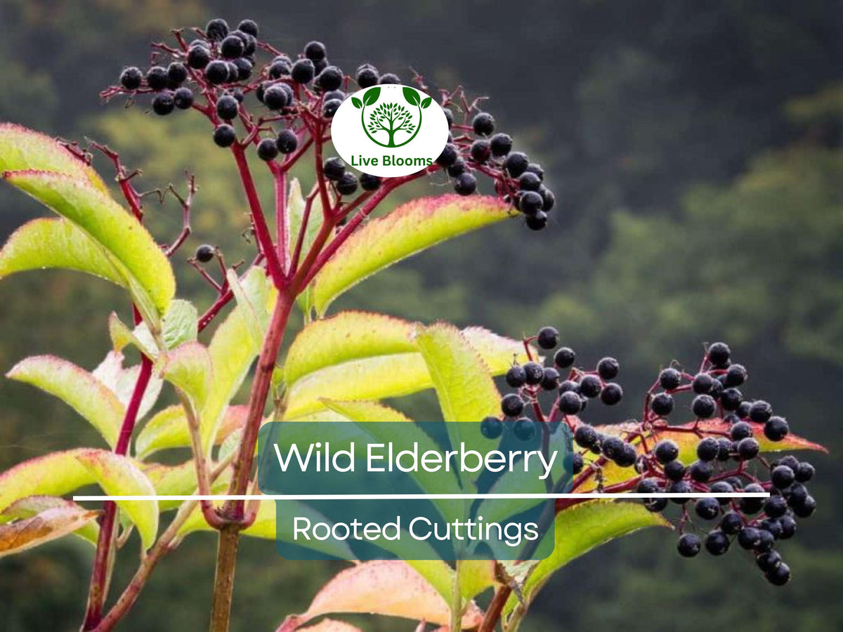 Wild Organic Elderberry Rooted Cuttings – Sambucus nigra, Herbal, Hardy, Non-GMO, Perfect for Home Gardens