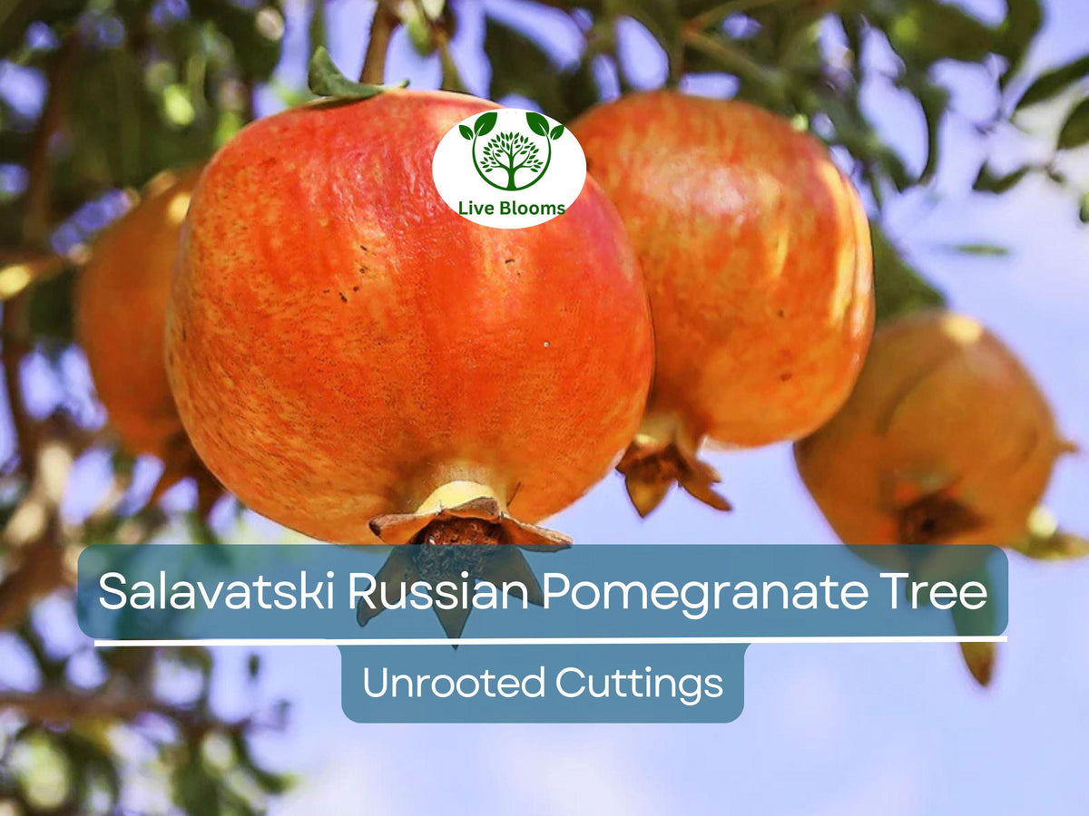 3 Unrooted Salavatski Russian Pomegranate Tree Cuttings – Cold-Hardy Punica granatum for Home Garden, Fruit Production