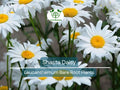 Shasta Daisy Bare Root Perennial Plant – White Summer Blooms – Leucanthemum x superbum – Pollinator-Friendly Garden Flower