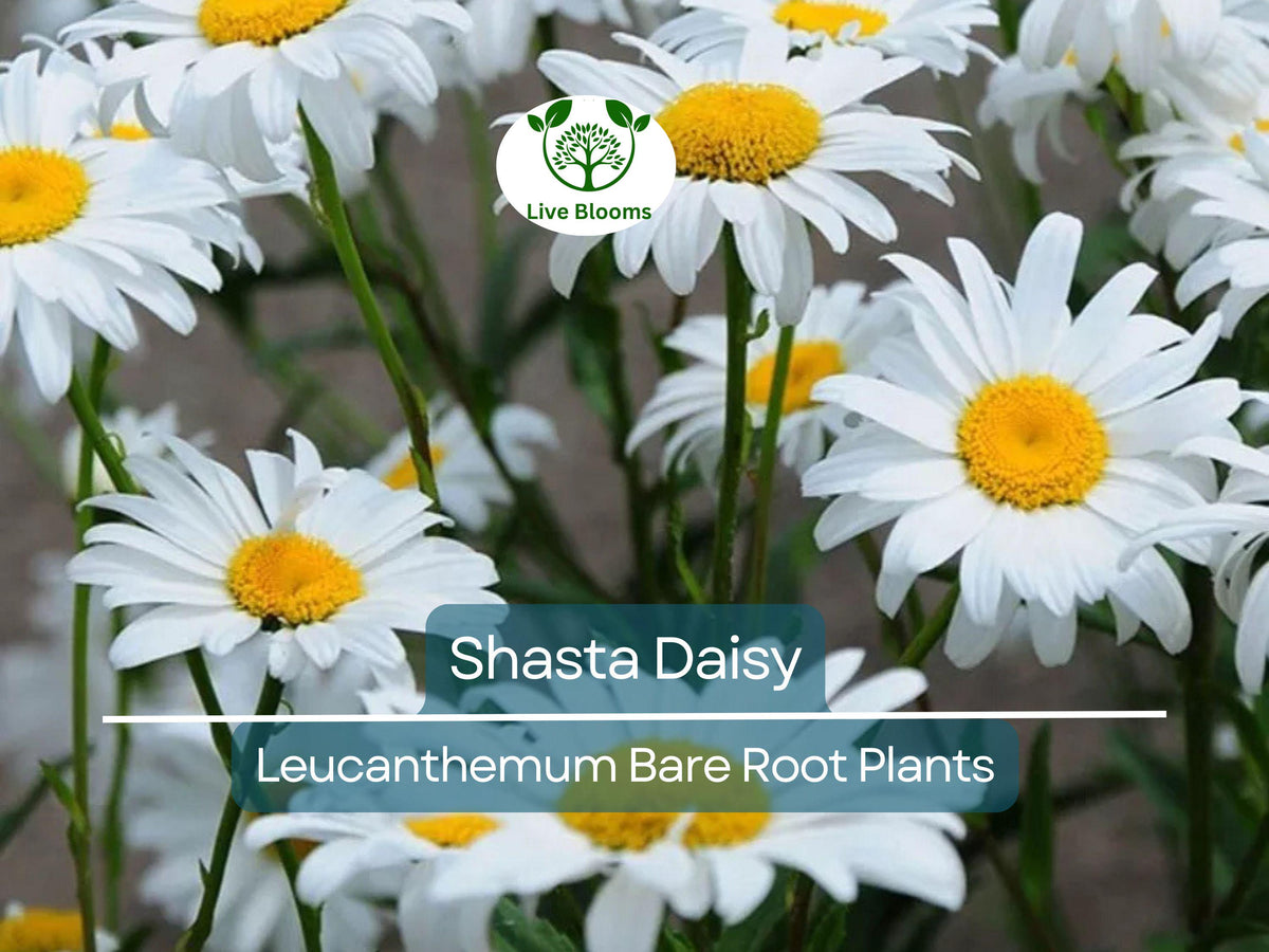 Shasta Daisy Bare Root Perennial Plant – White Summer Blooms – Leucanthemum x superbum – Pollinator-Friendly Garden Flower