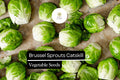 Catskill Brussels Sprouts Seeds – Bulk 500+ Heirloom Brassica oleracea var. gemmifera for Fall Harvest
