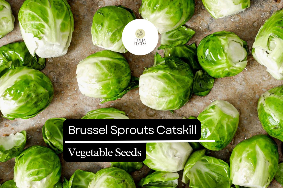 Catskill Brussels Sprouts Seeds – Bulk 500+ Heirloom Brassica oleracea var. gemmifera for Fall Harvest
