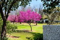 Eastern Redbud Live Trees - 2 ft Tall, Cercis canadensis, Spring Flowering Ornamental Tree