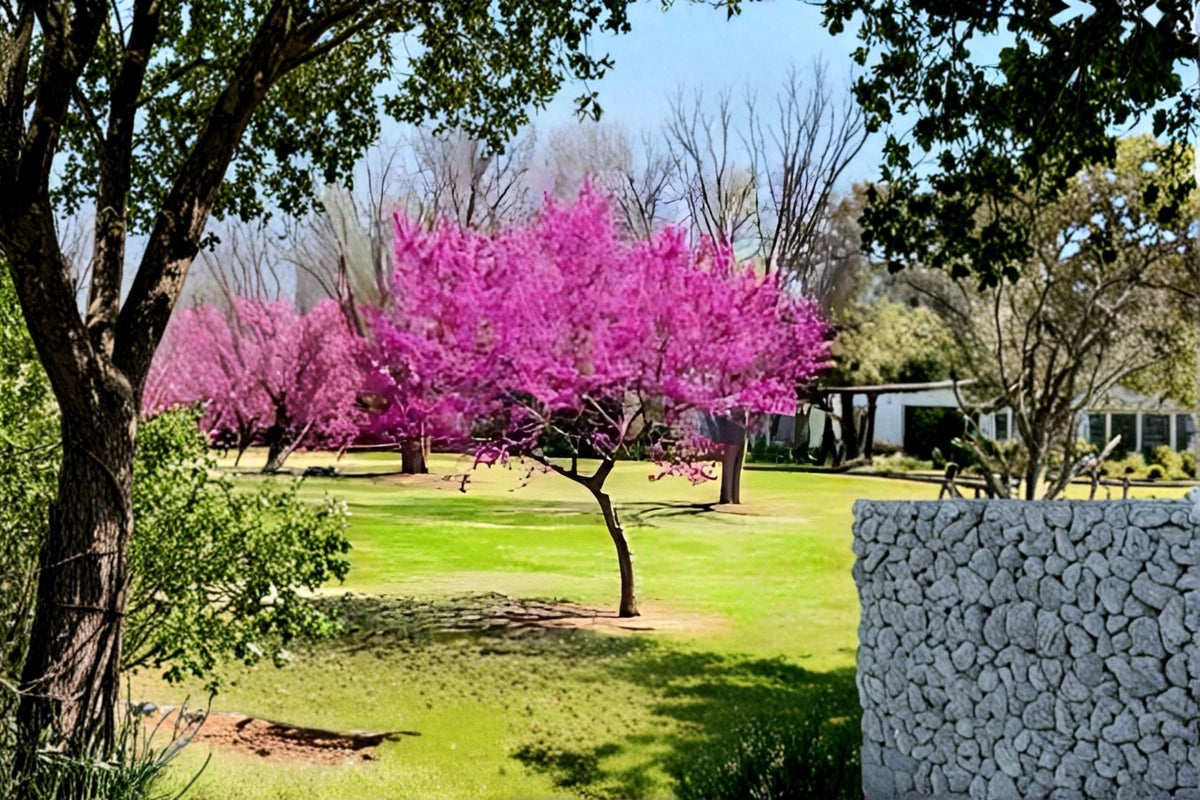Eastern Redbud Live Trees - 2 ft Tall, Cercis canadensis, Spring Flowering Ornamental Tree