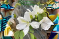 Bauhinia Alba Seeds, 10 White Orchid Tree Seeds, Tropical Flowering Ornamental Plant, Bauhinia alba