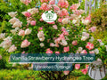 5 Fresh Unrooted Vanilla Strawberry Hydrangea Cuttings 4-7" Hydrangea paniculata Ornamental Garden Shrub