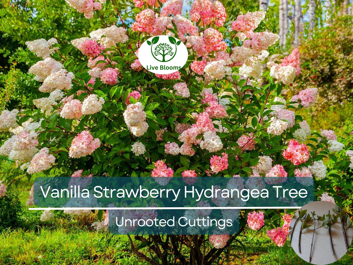 5 Fresh Unrooted Vanilla Strawberry Hydrangea Cuttings 4-7" Hydrangea paniculata Ornamental Garden Shrub