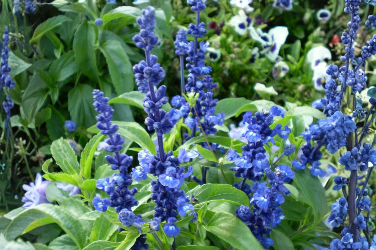 Blue Sage Seeds – Salvia farinacea, Pollinator Plant, Blue Flowers, Easy to Grow, Butterfly & Hummingbird Attractant