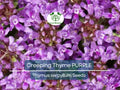 Creeping Thyme Seeds 500 Purple Groundcover Perennial Thymus serpyllum Non-GMO Fragrant Flowers, Drought-Tolerant, Pollinator Attracting