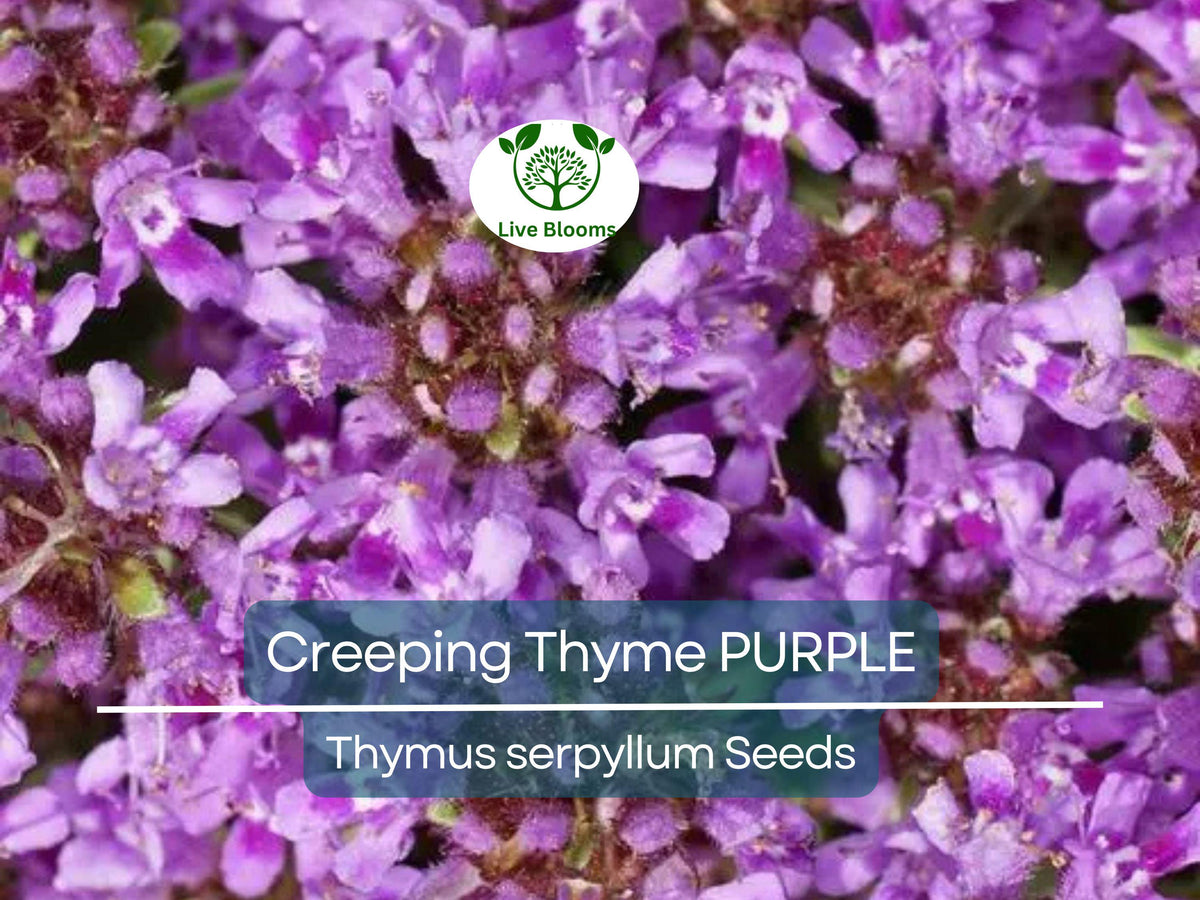Creeping Thyme Seeds 500 Purple Groundcover Perennial Thymus serpyllum Non-GMO Fragrant Flowers, Drought-Tolerant, Pollinator Attracting