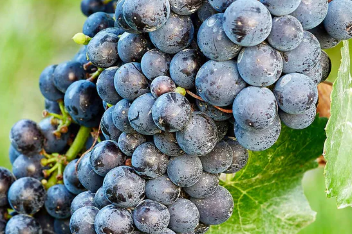 Sudarushka Grape Cuttings – 2 Hardwood Vines, Early Ripening, Juicy Berries, Cold Hardy Vitis vinifera, Imported from Ukraine