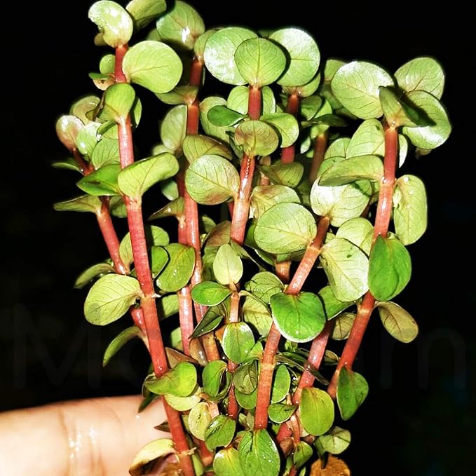 Rotala Indica Red Live Aquarium Plant | Small Bare Root Aquatic Stem Plant
