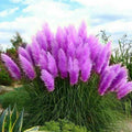 Purple Pampas Grass Plugs – Rare Cortaderia selloana with Purple Plumes – Drought-Tolerant Ornamental Grass for Borders & Floral Arrangements