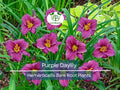 2 Purple Daylily Bare Root Fans – Perennial Hemerocallis Plants for Summer Blooming Gardens, Vibrant Purple Flowers