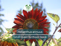 Velvet Queen Sunflower Seeds 1g Rusty-Red Blooms Ornamental Garden, Wildlife, Bouquets Helianthus annuus