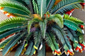 Canary Island Date Palm Seeds, Phoenix canariensis, Ornamental Tropical Tree, Evergreen, Full Sun, Landscaping, Container Plant
