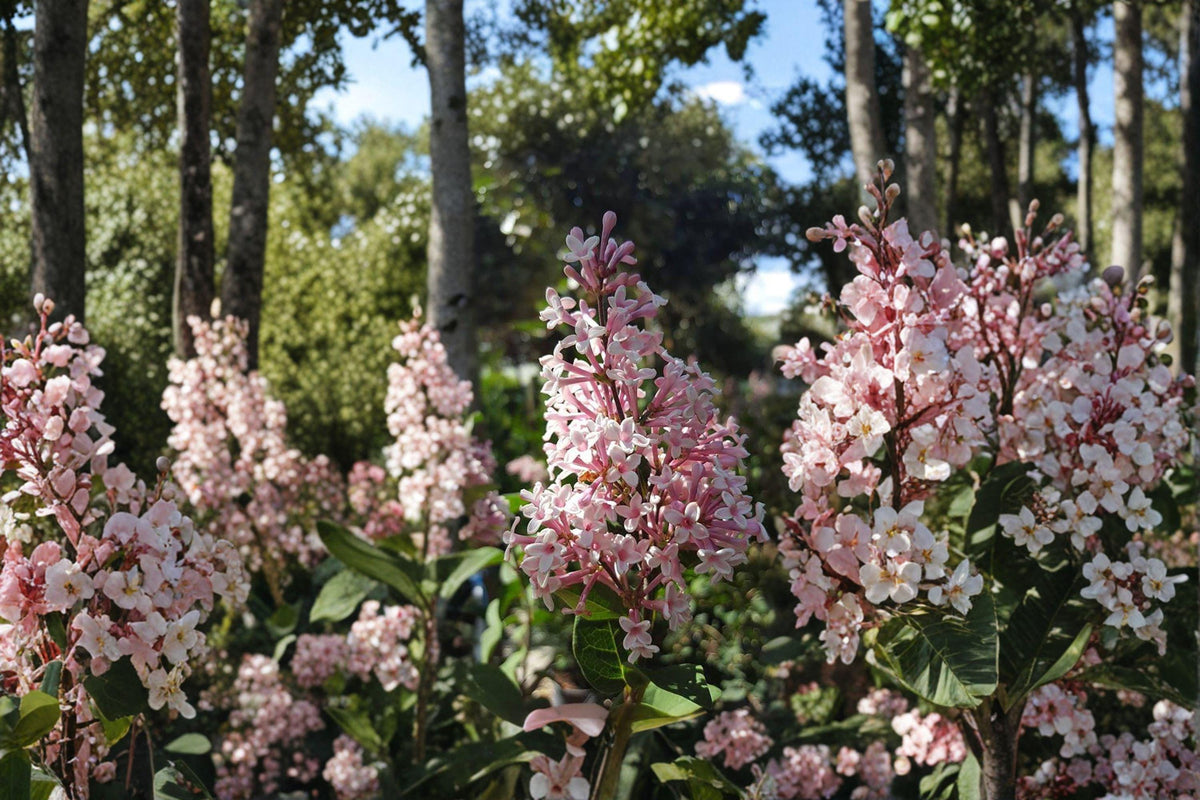 Littleleaf Lilac Seeds Syringa microphylla Fragrant Compact Shrub for Gardens, Hedging, Borders
