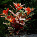 Ludwigia Repens Red Live Aquarium Plant | Fresh Bareroot Stem Bunch | Easy Aquascaping