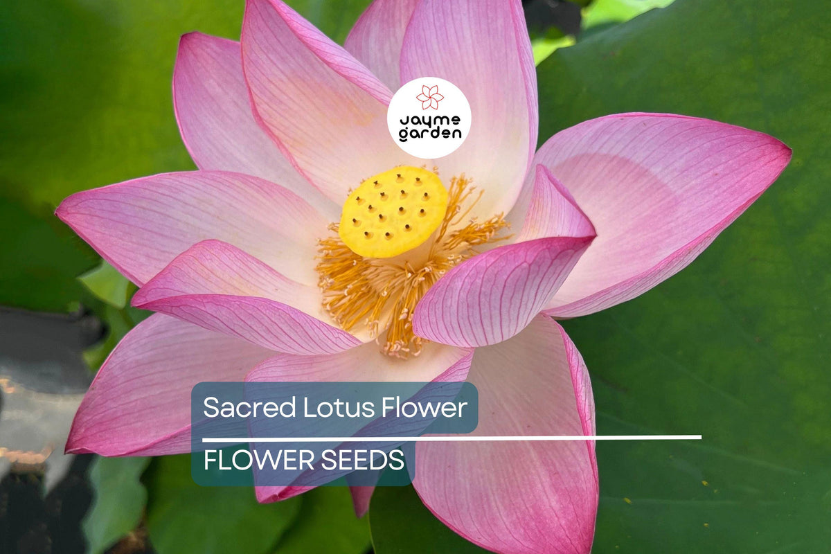 Sacred Lotus Seeds, Nelumbo nucifera, Water Lily Seeds, Edible Aquatic Plant, Water Garden, Pond, Koi Pond, Flowering Water Plant