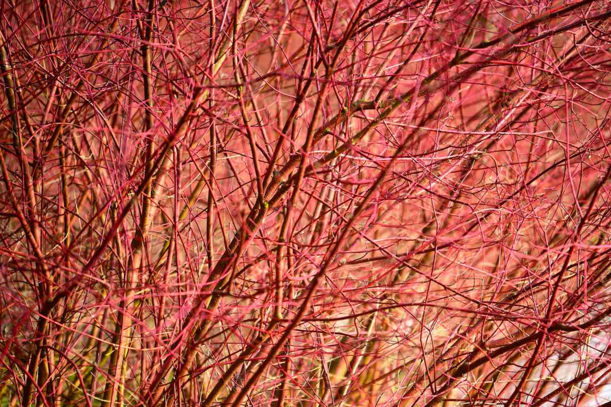 Bright Red Dogwood Cuttings (Cornus sericea) – Easy to Root Live Privacy Shrub for Landscaping and Erosion Control